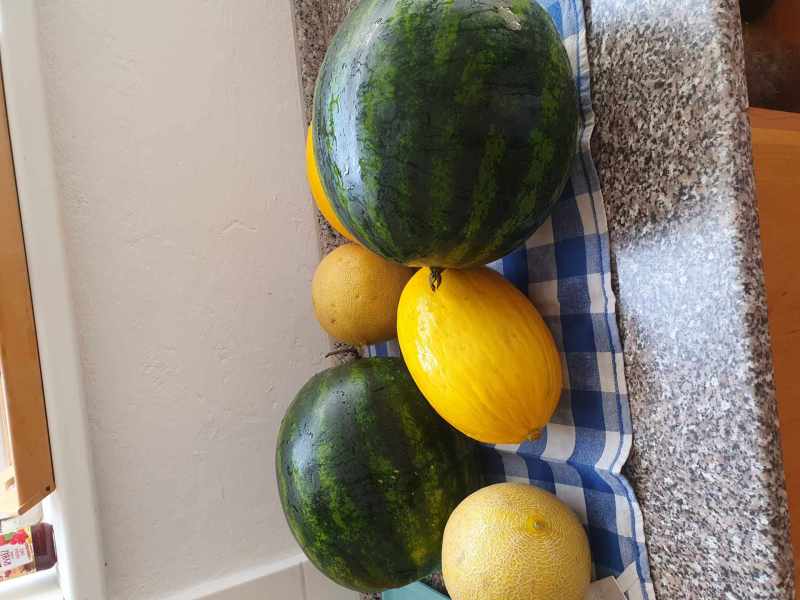 Ovoce do škol - ochutnávka melounů